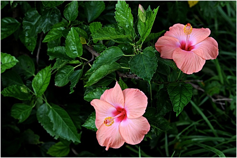 Hibiscus_4_02.jpg